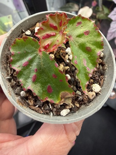 Begonia pink spot small - pink, /