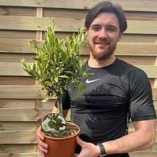 Olive Tree | Hardy Evergreen