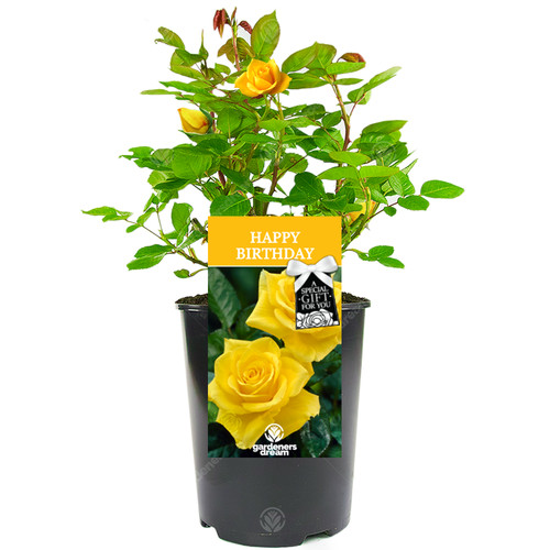 Happy birthday rose - birthday,