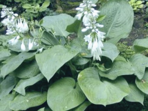 Hosta prince wales 2 - hosta,