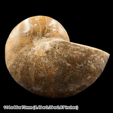 Inch fossil nautilus - inch,