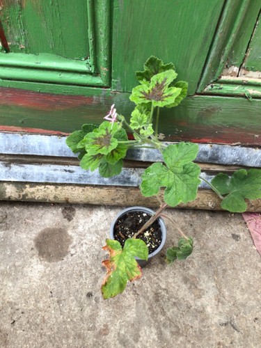 Scented pelargonium plant - scented,