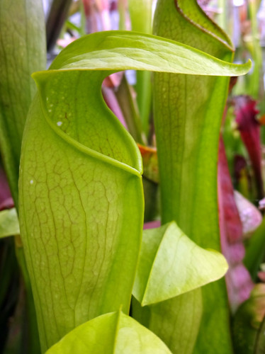 Sarracenia miniata kew - sarracenia, “kew