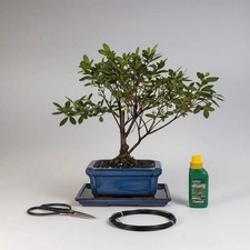 Azalea (Rhododendron) Bonsai
