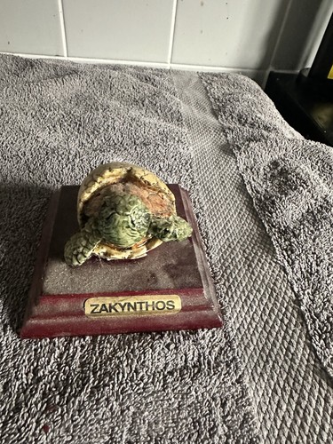 Baby turtle shell - turtle, in