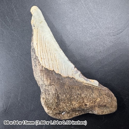 Authentic carcharodon