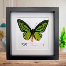 Ornithoptera priamus poseidon