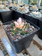 Ariocarpus bravoanus - own roots, never grafted, seed grown cactus