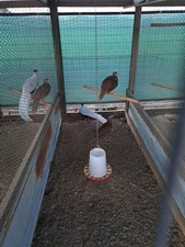 6 Silver Pheasant Hatching