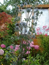 Eryngium Planum Sea Holly, 50+
