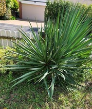 Yucca Rostrata 130cm (Pick up