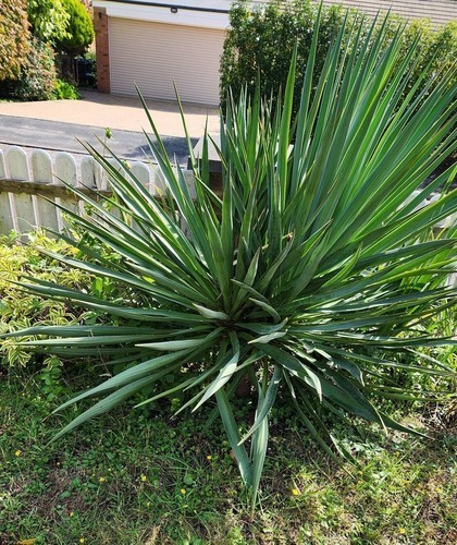 Yucca rostrata 130cm pick - rostrata,