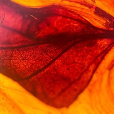 Leaf in Burmese / Burmite