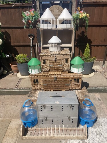Pigeon loft accessories - pigeon,