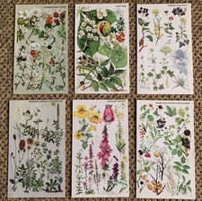6x Vintage 1974 Botanical Book