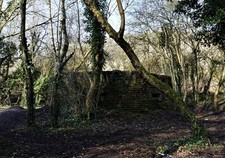 Photo 6x4 Watcher In The Woods