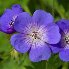 Hardy Perennial Plants, Geranium Rozanne, RHS, Blue Blooms, 2 x 9cm Pots