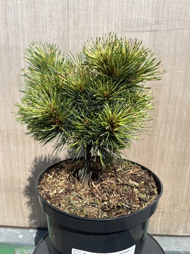 Korean pine golden eye 40cm - pine,