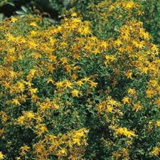 Herb - St. John's Wort (Hypericum perforatum) - Kings Seeds - 250 Seeds