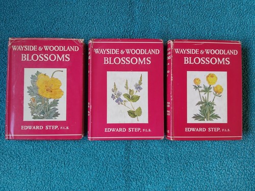 Wayside woodland blossoms 3 - &,