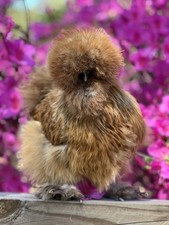 12+ Assorted Silkie, Satin