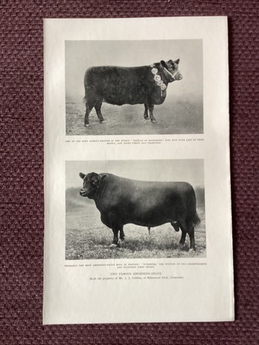 1928 print aberdeen angus - 1928,
