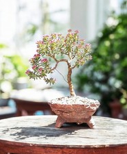 Flowering Bonsai Crassula
