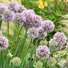 Allium Bubble Bath – Hardy Ornamental Perennial Plant – Outdoor Plant in Pot