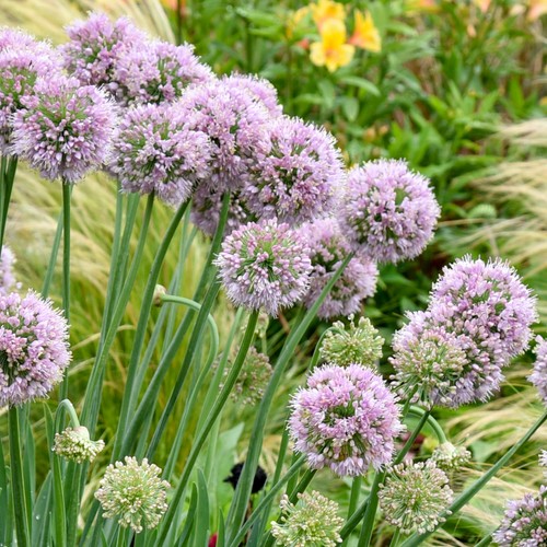 Allium bubble bath hardy - allium,