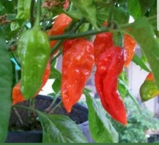 Chilli Pepper Red Bhut Jolokia  Ghost Chilli Seeds 100% GENUINE, UK SELLER