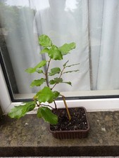 HOLM OAK ( QUERCUS ILEX ) HOLLY OAK  BONSAI IN TRAINING #7