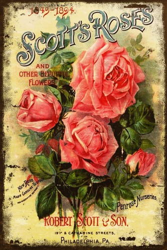 Scott roses floral advert - roses,
