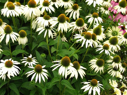Echinacea purpurea white - echinacea, swan