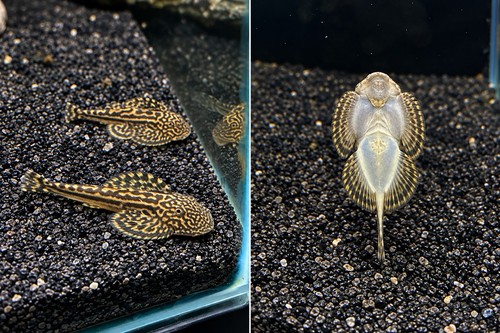 Reticulated hillstream loach - reticulated,