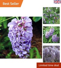 Compact lilac wisteria - compact,