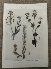 Antique Print Shepherd’s