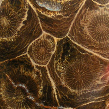Fossil coral hexagonia mid - fossil,