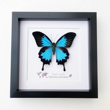 Framed Papilio Ulysses