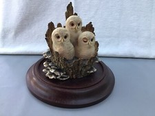 BORDER FINE ARTS   TAWNY  OWLETS   IN NEST    OWLS