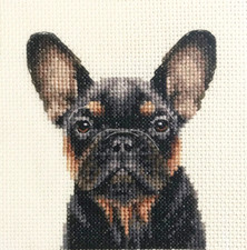 Black tan french bulldog - bulldog, pup