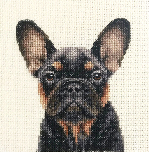 Black tan french bulldog - black,
