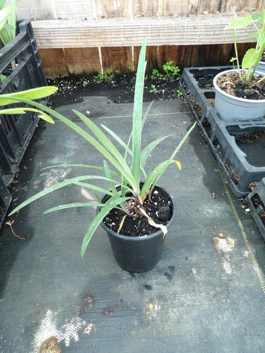 Agapanthus poppin purple - agapanthus,