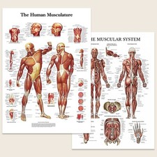 Human Body Muscle Anatomy