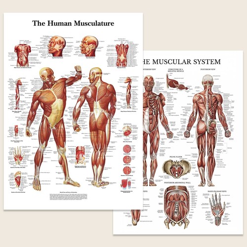Human muscular system - human, anatomy