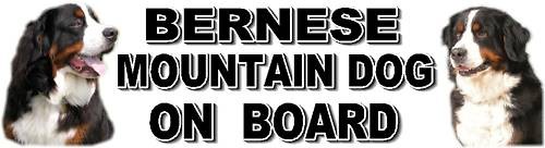 Bernese mountain dog - bernese, board