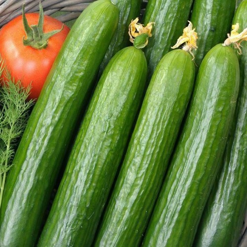 Cucumber plug plants - x4,