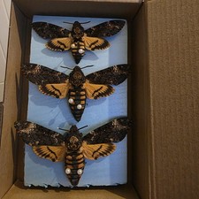 Box 8 Specimen Moth Entomology