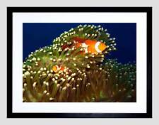 SEA ANEMONE CLOWN FISH BLACK FRAME FRAMED ART PRINT PICTURE MOUNT B12X9352