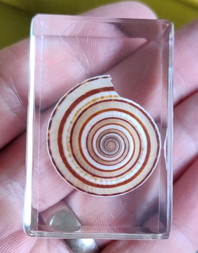 Real shell insect - , preserved