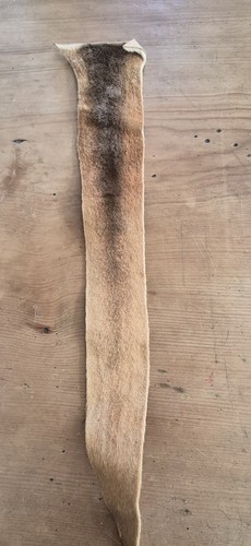 Kangaroo fur hide - kangaroo,